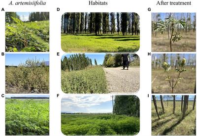 Reduced Invasiveness of Common Ragweed (Ambrosia artemisiifolia) Using Low-Dose Herbicide Treatments for High-Efficiency and Eco-Friendly Control